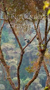Tucán Andino de Pico Negro 🏔️🇨🇴 #avescolombia #naturaleza #artista | Foto-síntesis