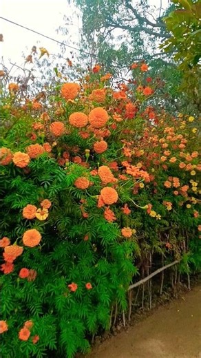 This video ✨ it's flower 🌺🌹 garden my home 🏡