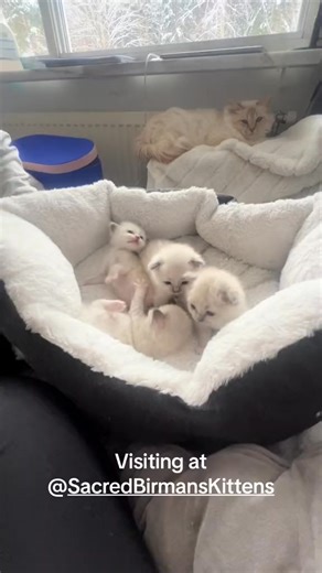 These beautiful sacred birman kittens! ❤️❤️❤️❤️… | Love Animals02 | Facebook