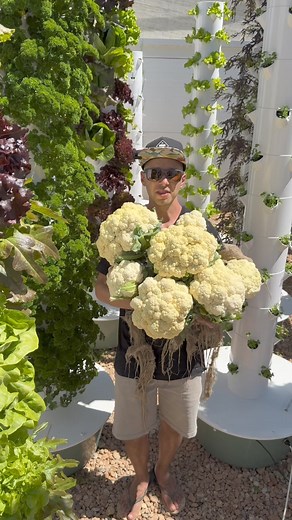 145K views · 2K reactions | 10 cauliflowers harvested from one aeroponic tower. Cauliflowers can take between 8 to 12 weeks to reach maturity depending on the variety. #farming #cauliflower #verticalfarming #hydroponics #agriculture #aeroponics #gardening #brassica | Agrotonomy Tower Farms | Facebook