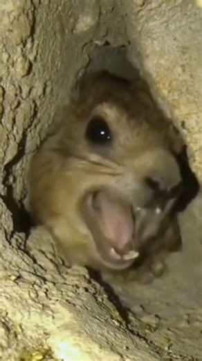 Strange Animal Sounds from the Wild