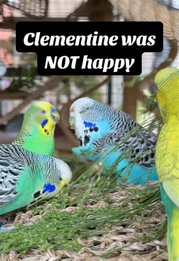 Budgies Sharing Millet in the Aviary: A Flock Dynamic