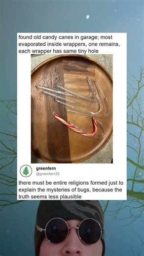 Candy Canes Vanish In Wrapper One Survives The Bug Cult