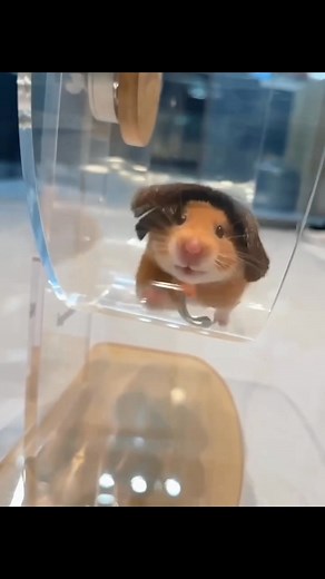 Dora dora | Bigote Betta