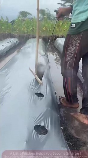 "Black Technology" in the Fields? Manual Hole-Plastic Film for High Efficiency and Eco-Friendliness