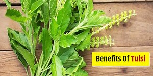 Tulsi, Or Holy Basil Has Phenomenal Benefits: Know What They Are And How To Use It