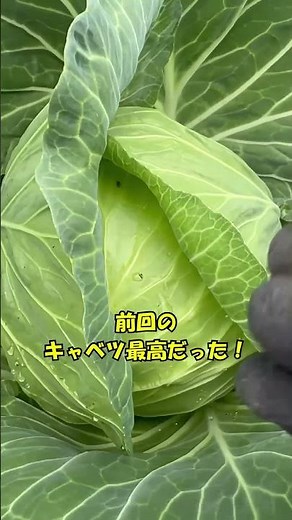 『きゃべつ育て方』種から育てたキャベツ畑に定植！ #家庭菜園 種蒔き後からネットで害虫対策！＃無農薬栽培＃shorts