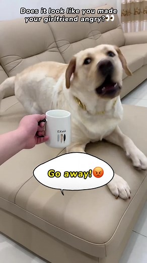 Angry girl 👀#labrador #dog #pet #petfunny #petlover #funny #funnyvideos #dogsoftiktok #cute #foryou #fyp #tk