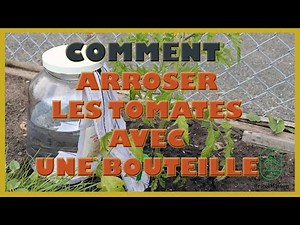Comment arroser les tomates avec une bouteille d'eau