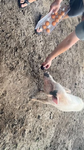 Feeding the #pigs | Stephanie Moratto