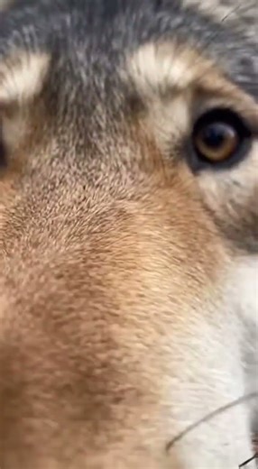 Wolf Sniff ASMR 😳 | When a Wild Wolf Gets THIS Curious #WolfASMR #WolfPOV #WildlifeASMR #AnimalPOV