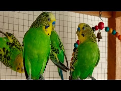 10 Hour Budgie Sounds or Parakeet sounds