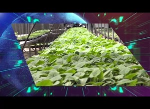 4.1K views · 37 reactions | Top Local Stories Coming Up in SVGTV News at 6:45 pm | SVG TV | Facebook