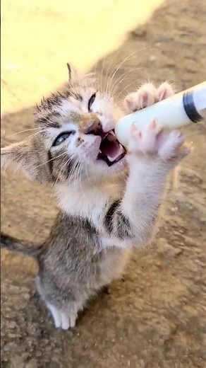 Hilarious Cat Stand on Two Legs and Drink Milk from a Bottle!