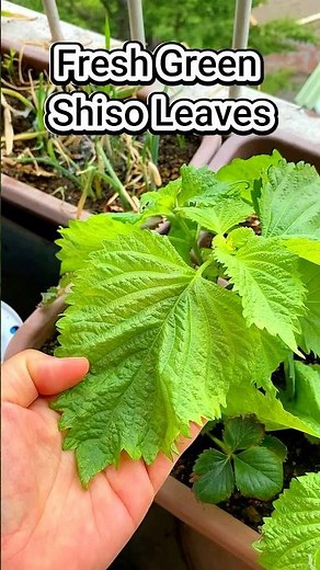 Harvesting Fresh Green Shiso Leaves Japanese Perilla from Pots!