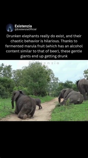Elephants Get Drunk on Fermented Marula Fruit