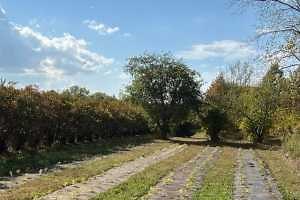 Incorporating Native Plants in Michigan Farms