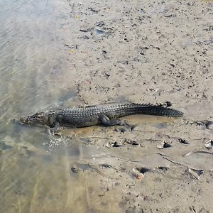64K views · 1K reactions | A Giant Crocodile Got WAY Too Close While Fishing!  | Back 2 Basics Adventures | Facebook