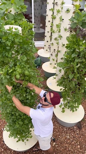 Agrotonomy | Vertical farming with aeroponic towers is a groundbreaking innovation in modern agriculture #agriculture #farming #aeroponics #towergarden... | Instagram