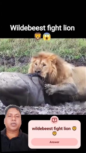 Dal Dal Me Fasa Wildebeest, Sher Ne Kiya Deadly Attack