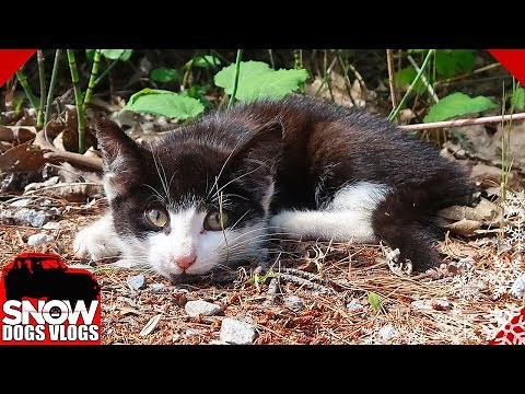 We Found a Hurt Kitten