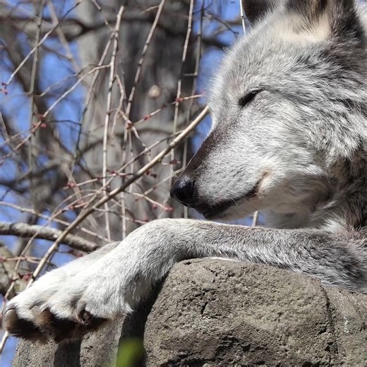 87K views · 8K reactions | Your moment of zen  | Wolf Conservation Center | Facebook
