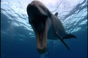 Variety of animals get human voices dubbed over their actions.