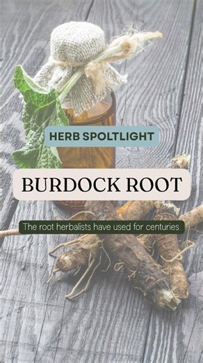 Burdock Root Benefits & Traditional Uses | Herbal Medicine