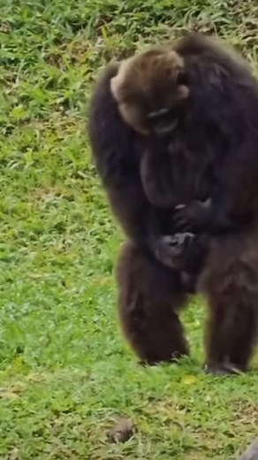 1.1M views · 4K reactions | Not feeling this one ... feels kinda rushed tbh. Could've been waaay better!Why does this feel like it should be in the Olympics? Gold medal in making me laugh!  | Benson Bennie | Facebook