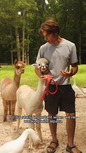 Alpaca halters 101 🦙 #alpacafarm #alpacalove #reels #animallover #farmlife | Goat Daddy's Farm
