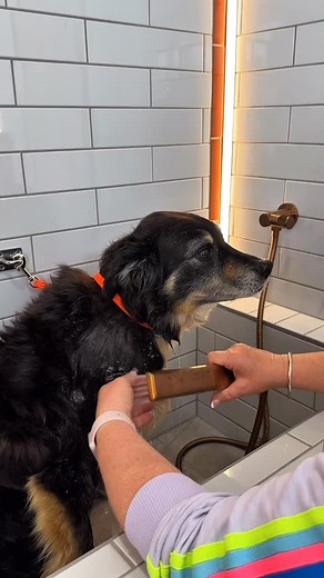 No one loves bath time more than Storm 🐶 He splish-splashed his way to pure bliss and was so relaxed he nearly fell asleep in the tub 😴🛁 With the best products thanks to @plushpuppyaustralia and luxe facilities, washing your pup has never been easier ✨ Have you secured your membership yet?🔗 Link in bio! | Splish Splash