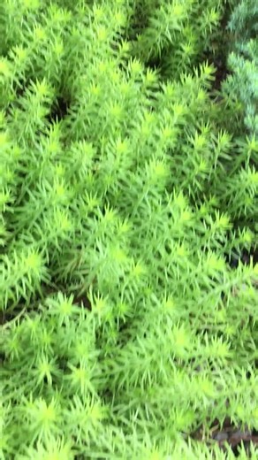 Sedum Angelina, Rupestre, Crooked Yellow Stonecrop, Rocky Stonecrop - Etsy