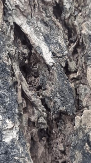 clip-4007241117-slow-motion-footage-natural-tree-bark-pattern