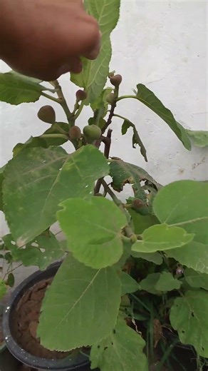 #plant booster fertilizer #foryoupage#layseveryehere #viralvideo
