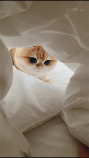 Cute Cat ❤️💞😻#cat #cute #pets #meow #viral #video #trending #shorts #shortsfeed #funny #song #cats