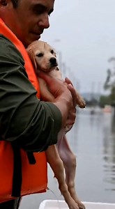 He looked so small and scared in his little white boat. 😭 The relief on his face when the rescuer picked him up is everything. Thank you to the heroes saving pets in the flood! ❤️ #FloodRescue #PuppyRescue #AnimalHeroes #Miracle #Hope #GoldenRetriever #GoodNews | Rescue Rangers