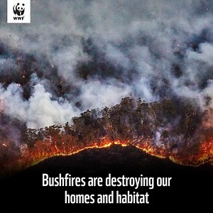 Australia is burning, and our wildlife is suffering. More than 1 billion animals including thousands of koalas have perished in these catastrophic bushfires, with many more injured and left with nowhere to go. | WWF-Australia