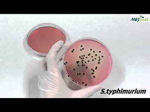 식품공전시험-SS한천배지(Salmonella Shigella agar)