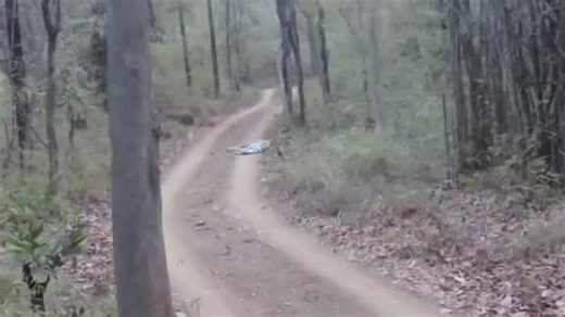 C1 male tiger with her mother sharmili from Agarzari zone of Moharli buffer of Tadoba. Almost 7 year old video. Sharmili & Khali contributed immensely towards growth of tiger around buffer of Agarzari & Dewada . Video by Ranveer Singh Gautam | The Jungle - Safari & Stay