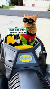 481K views · 6.5K reactions | Those mice don't stand a chance against.... BatCat 驪 | Furry Tails | Facebook