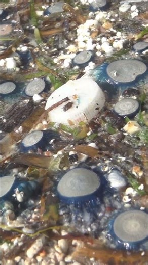 blue jellyfish #nature #animals #crystals