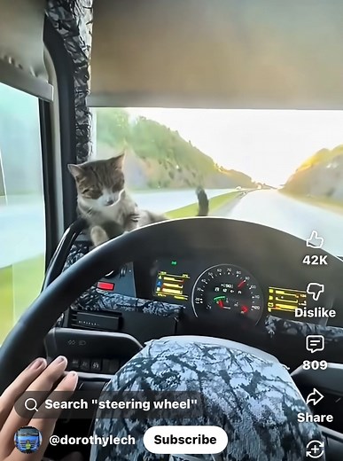 Like dash tables cats are of course illegal in an HGV. Shocking scenes. | lorrydriver.co.uk