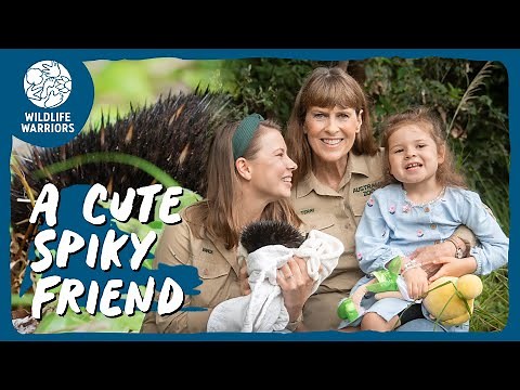Grace Helps Release a Special Echidna | Wildlife Warriors Missions