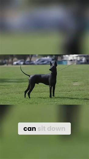 Unveiling the loyalty: Understanding our unique dogs