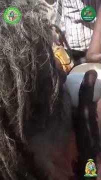 சற்குரு பகவானின் ஜீவசமாதி நினைவலைகள்_2026!