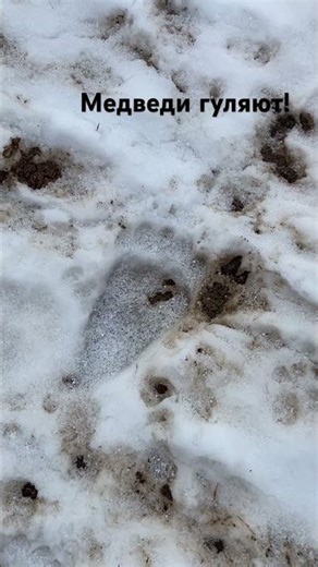 Bears are walking on the log path!