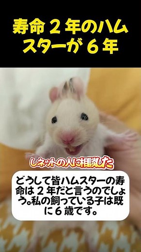 A hamster with a lifespan of 2 years lived for 6 years #fyp #touching #recommended #viral