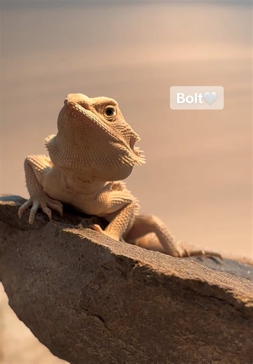 All I wanted to do was give Bolt a bath..he came out of the egg mad at the world 🤣🥲🤍 • • • • • • • #beardeddragon #australia #reptiles #fyp
