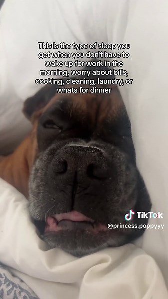Boxer Dog Sleeping Soundly Without a Care in the World