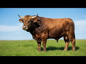 Bull Power: The Strongest Animal Revealed